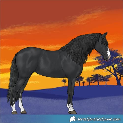 Horse Color:Black 