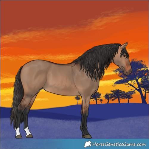 Horse Color:Bay Dun 