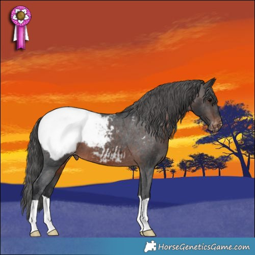 Horse Color:Brown Appaloosa 