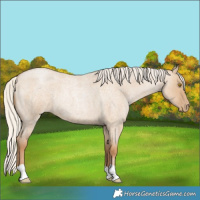 Horse Color:Silver Grullo Roan Pearl