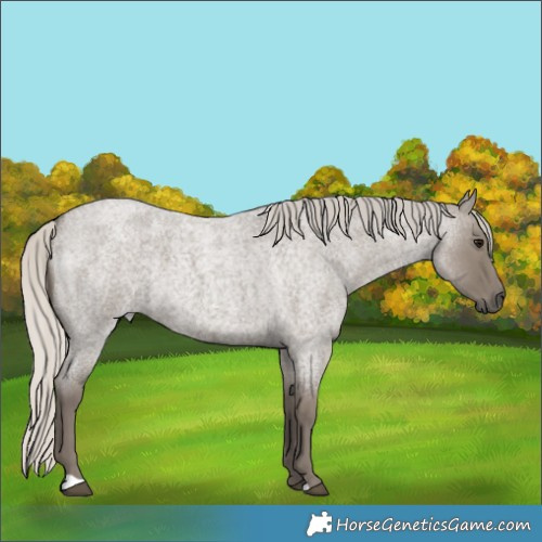 Horse Color:Silver Smoky Grullo Roan