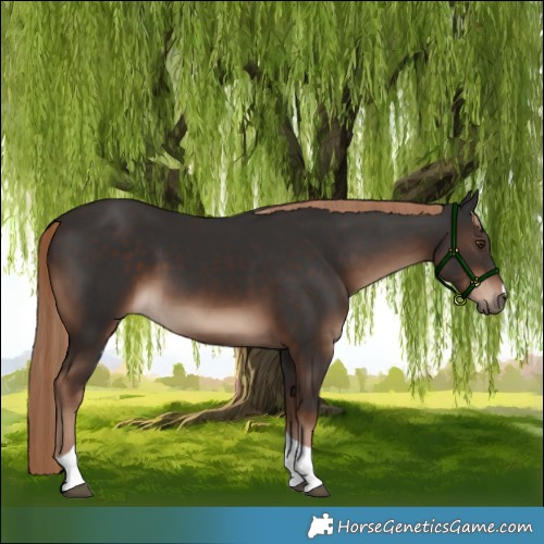 Horse Color:Liver Chestnut Tobiano