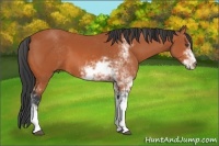Horse Color:Bay Sabino 
