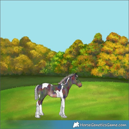 Horse Color:Nacre Silver Brown Tobiano 