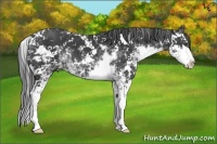 Horse Color:Black Sabino
