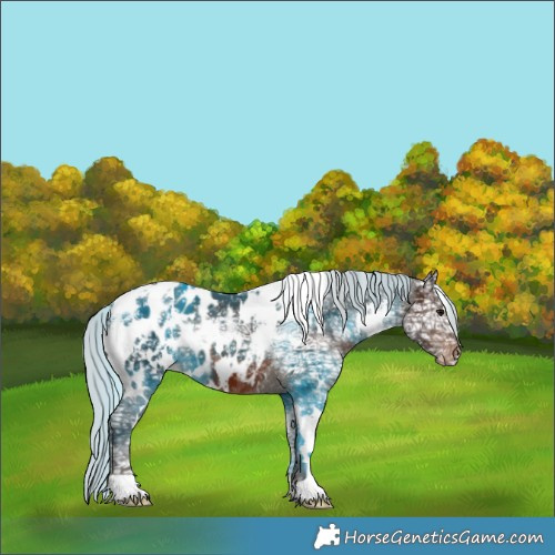 Horse Color:White Spotted Silver Brown Ice Appaloosa 