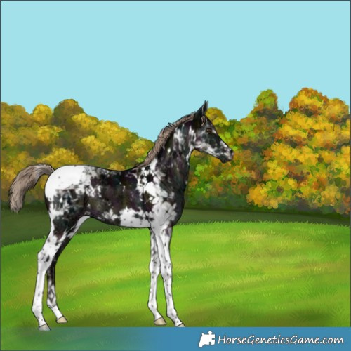 Horse Color:White Spotted Midnight Liver Red Dun Ice Tobiano Brindle 