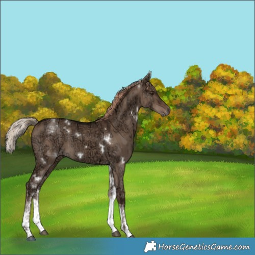 Horse Color:White Spotted Liver Red Dun Ice Rabicano Brindle 