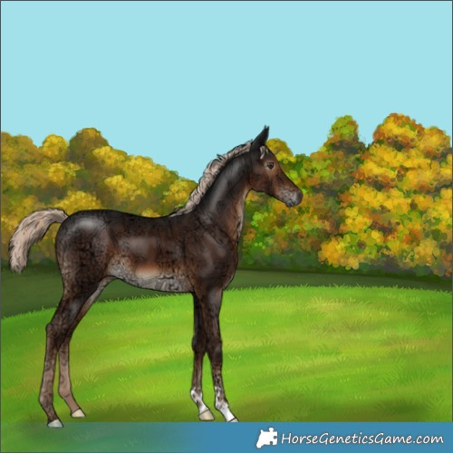 Horse Color:Gray Liver Chestnut Ice Mushroom 