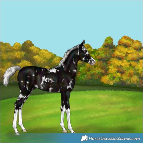 Horse Color:White Spotted Midnight Liver Chestnut Ice Mushroom Splash Rabicano 
