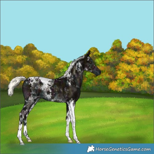 Horse Color:Midnight Liver Red Dun Ice Mushroom Tobiano 