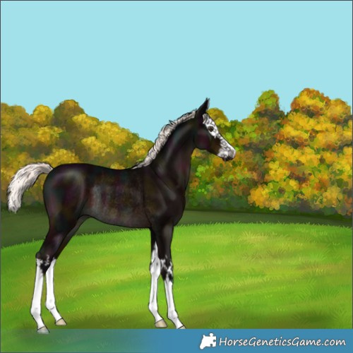 Horse Color:Midnight Liver Chestnut Mushroom Splash Rabicano 