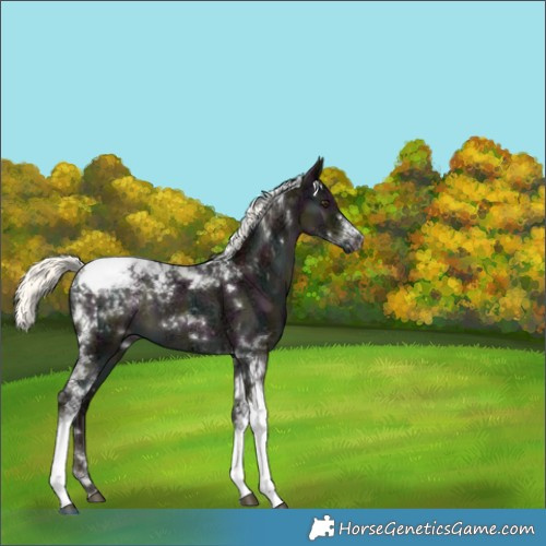 Horse Color:Midnight Liver Red Dun Ice Mushroom Tobiano 