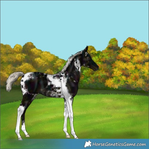 Horse Color:Gray Midnight Liver Chestnut Ice Mushroom Tobiano 