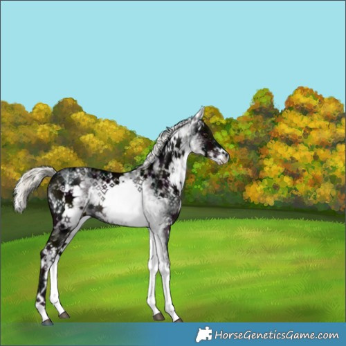 Horse Color:White Spotted Midnight Liver Chestnut Ice Mushroom Rabicano 