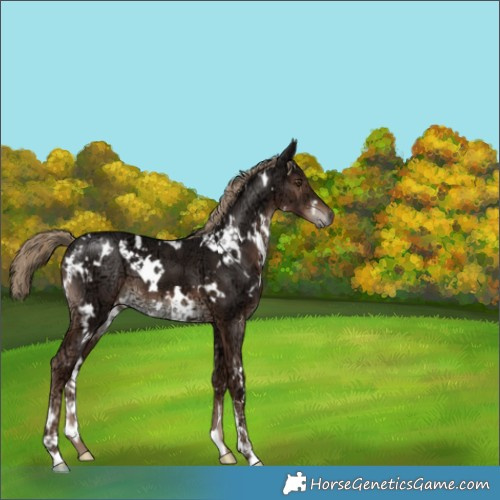 Horse Color:White Spotted Liver Chestnut Ice 