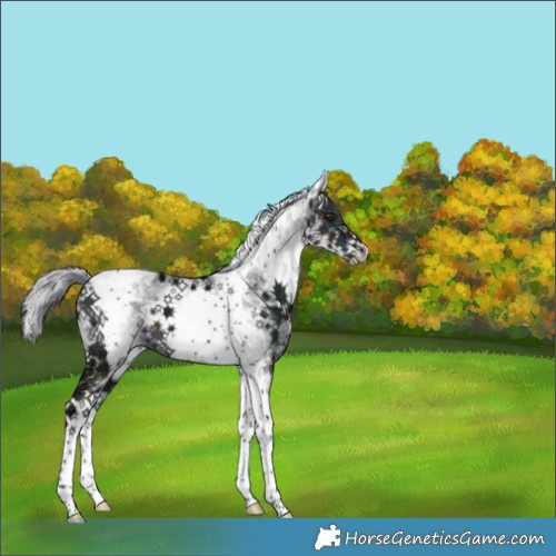 Horse Color:Platinum White Spotted Midnight Liver Red Dun Ice Mushroom Tobiano Brindle 