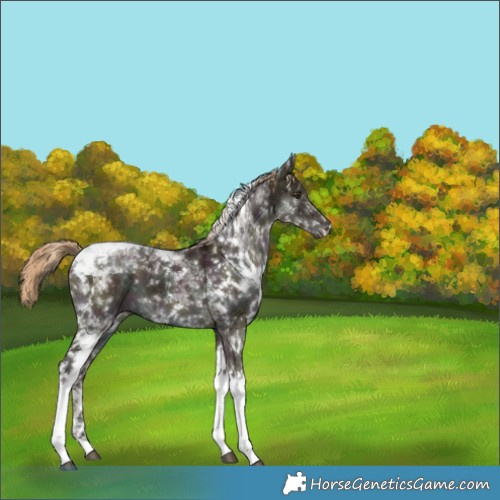 Horse Color:White Spotted Midnight Liver Red Dun Tobiano Brindle 