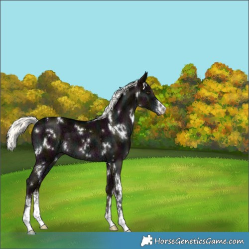 Horse Color:White Spotted Midnight Liver Red Dun Ice Mushroom 
