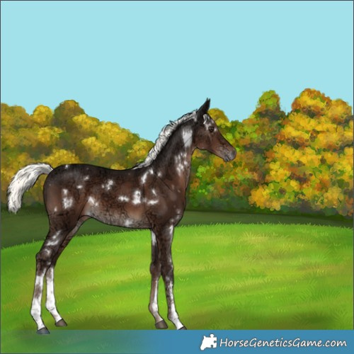 Horse Color:White Spotted Liver Chestnut Ice Mushroom 