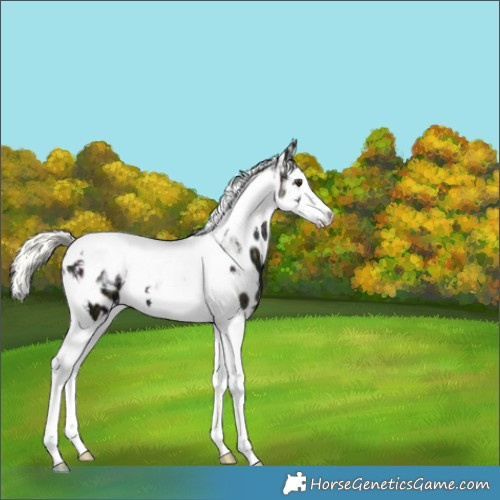 Horse Color:Midnight Liver Red Dun Ice Mushroom Splash Tobiano Near Leopard Brindle 