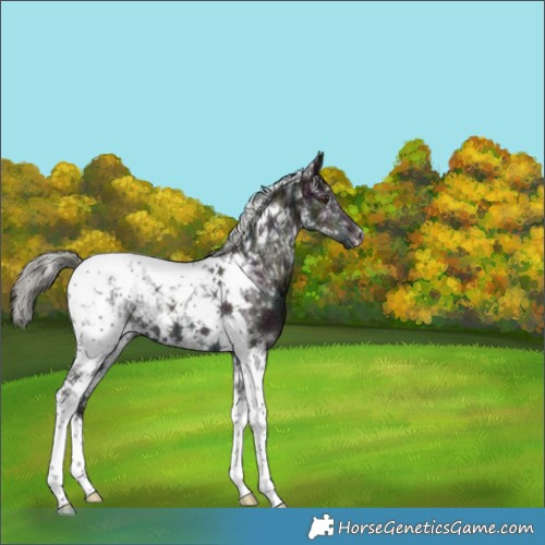 Horse Color:Midnight Liver Red Dun Ice Mushroom Tobiano 