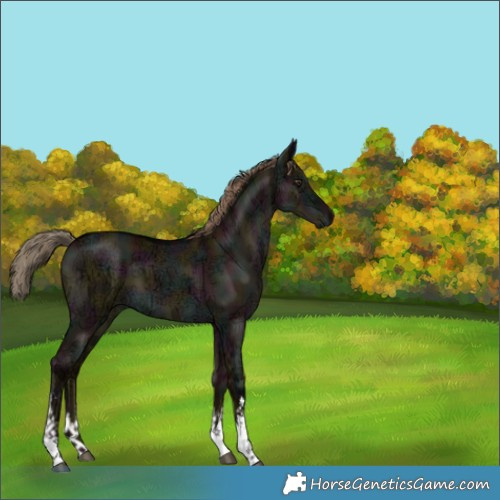 Horse Color:White Spotted Midnight Liver Red Dun Ice Brindle 