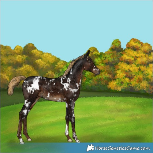 Horse Color:Gray White Spotted Liver Chestnut Ice 