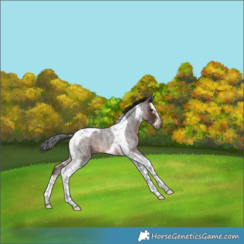 Horse Color:Brown Roan Splash Tobiano Frame 