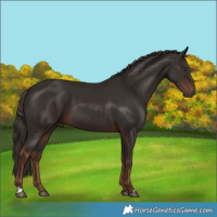 Horse Color:Liver Chestnut 