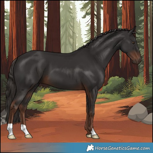 Horse Color:Liver Chestnut 