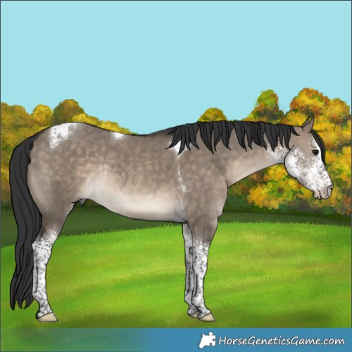 Horse Color:Brown Dun Sabino Tobiano Rabicano