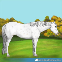 Horse Color:White Spotted Brown Sabino Appaloosa 