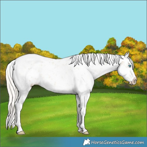 Horse Color:White Spotted Cremello Sabino Rabicano