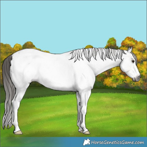 Horse Color:Gray White Spotted Liver Chestnut Sabino Appaloosa Rabicano 