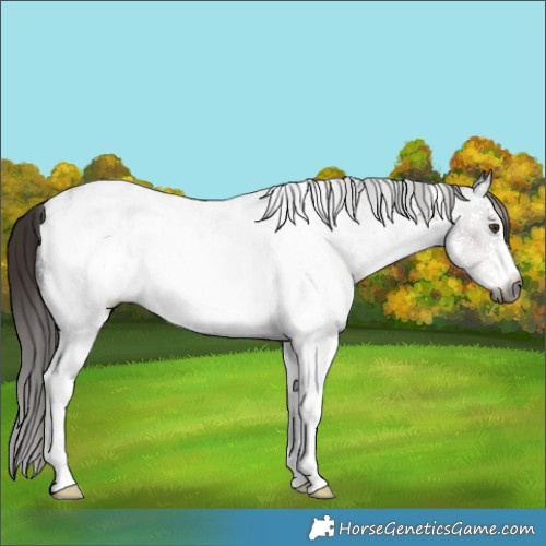 Horse Color:Gray White Spotted Liver Chestnut Sabino Appaloosa Rabicano