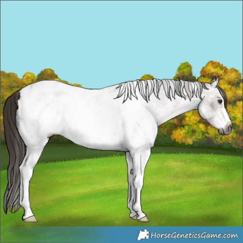 Horse Color:Gray White Spotted Liver Chestnut Sabino Appaloosa Rabicano