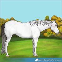 Horse Color:Gray White Spotted Liver Chestnut Sabino Appaloosa Rabicano 