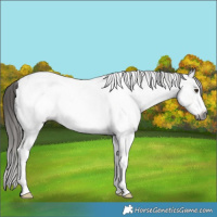 Horse Color:Gray White Spotted Liver Chestnut Sabino Appaloosa Rabicano 