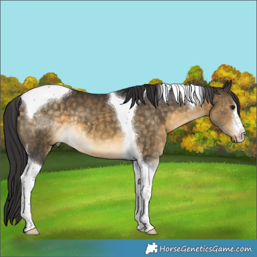 Horse Color:White Spotted Buckskin Tobiano