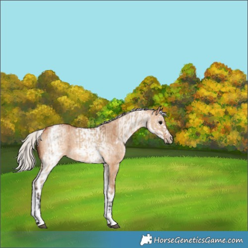 Horse Color:White Spotted Bay Dun Rabicano  and White Spotted Silver Bay Dun Rabicano 