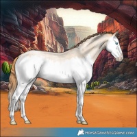 Horse Color:Buckskin Roan Pearl Splash