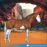Horse Color:Silver Bay Splash 