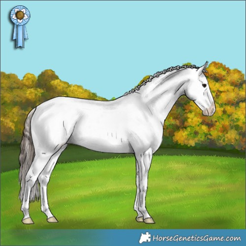 Horse Color:Bay Roan Splash Appaloosa 