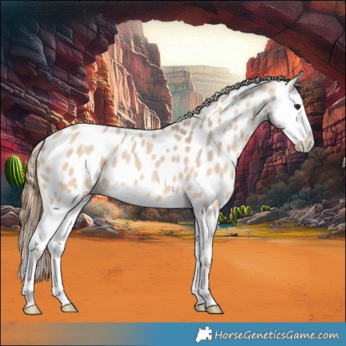 Horse Color:Bay Ice Dun Splash Near Leopard 