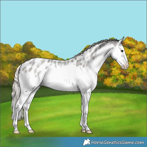 Horse Color:Silver Smoky Blue Ice Roan Splash Appaloosa 