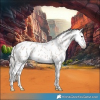 Horse Color:Silver Grullo Roan Splash Appaloosa 