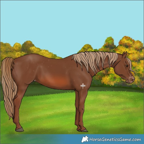Horse Color:Chestnut Appaloosa 