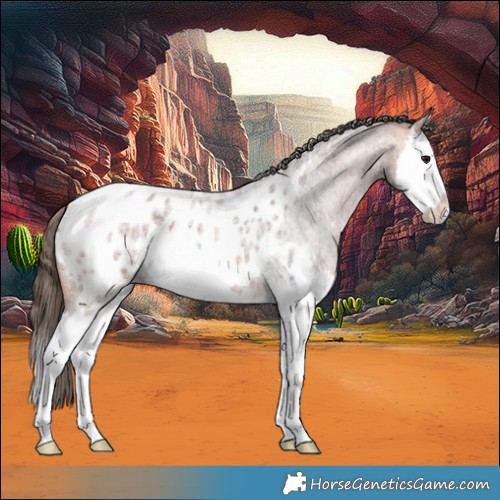 Horse Color:Bay Ice Roan Splash Appaloosa 