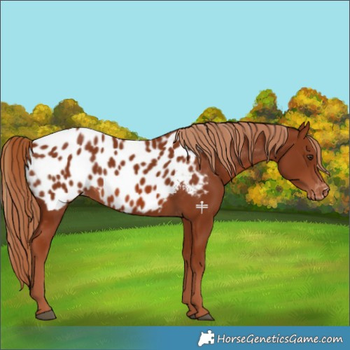 Horse Color:Chestnut Near Leopard 